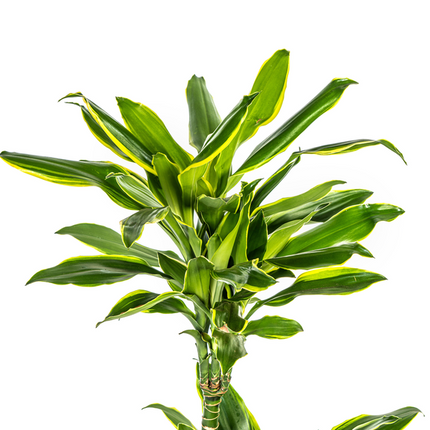 Dracaena Fragrans Golden Coast - Drachenbaum - ↕100cm - Ø21cm