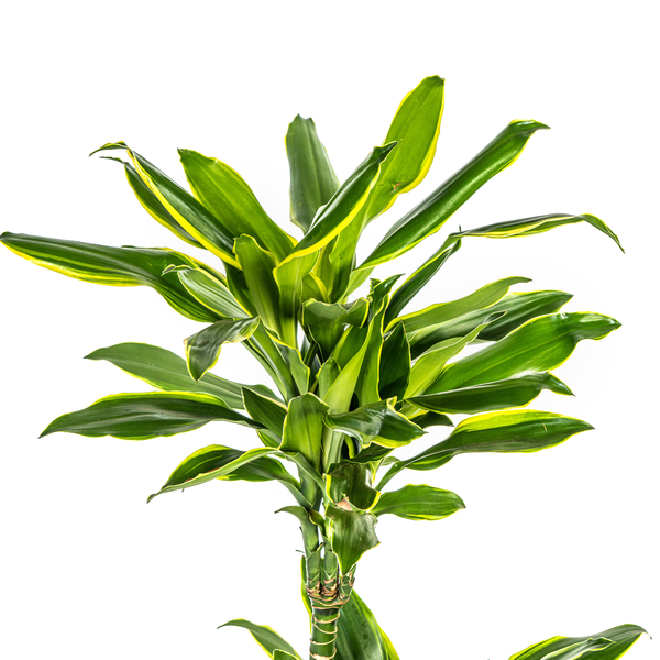 Dracaena Fragrans Golden Coast - ↕100cm - Ø21cm - Drakenplant