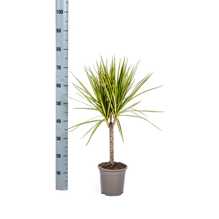 Dracaena Marginata Sunray - ↕70-80cm - Ø17cm - Drachenpflanze