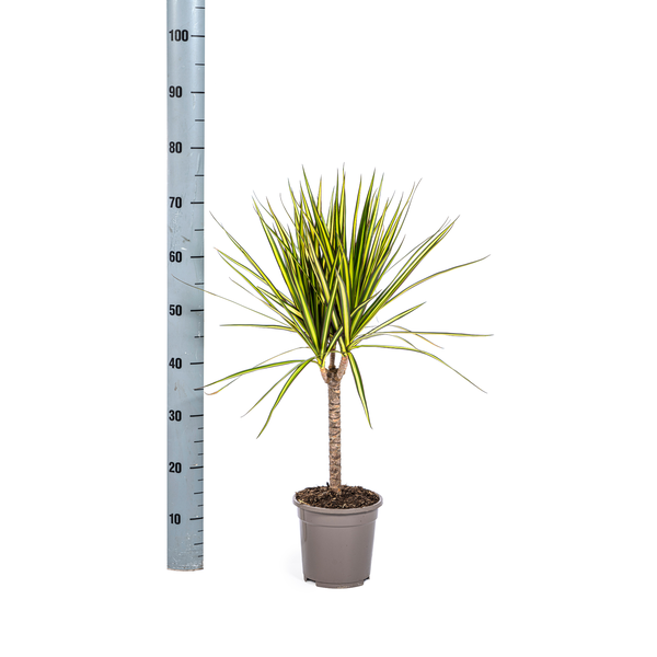 Dracaena Marginata Sunray - ↕70-80cm - Ø17cm - Drakenplant