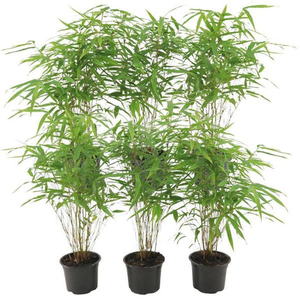 Fargesia Rufa - Bamboe - ↕25 cm - Ø12cm - 6x