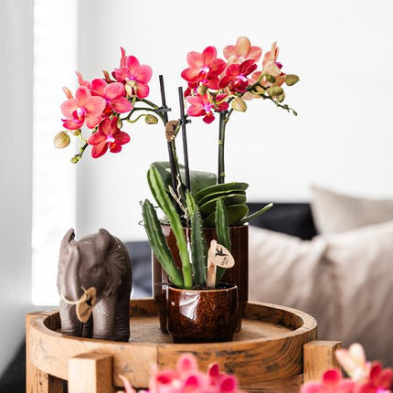 Stapelia - green houseplant - Succulent - Ø6cm - Kolibri Greens