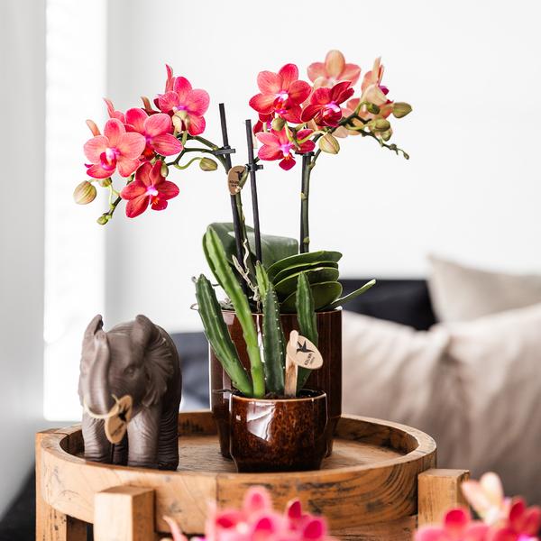 Stapelia - groene kamerplant - Vetplant - Ø6cm - Kolibri Greens