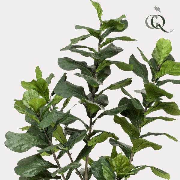 Kunstplant - Ficus Lyrara - Tabaksplant - ↕210cm - Ø17cm