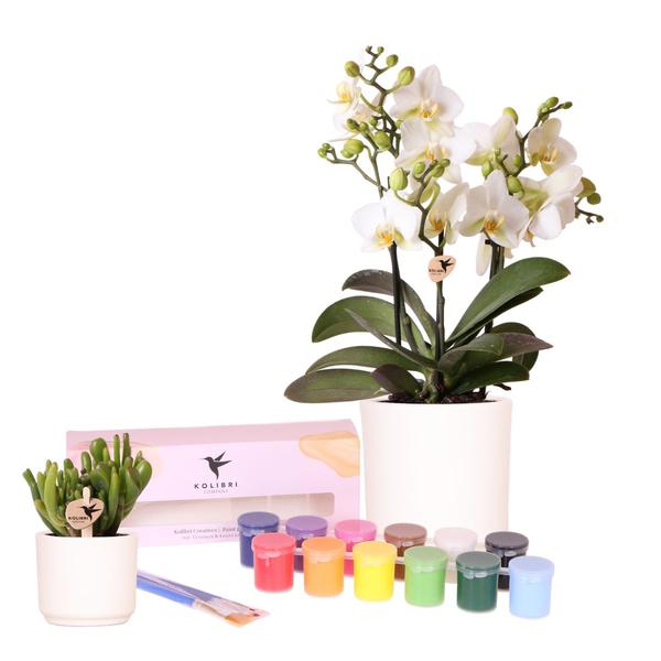 Kolibri Creatives | Kit per dipingere 8 vasi di fiori + orchidee e piante grasse | per un minimo di 4 persone | Visionario creativo