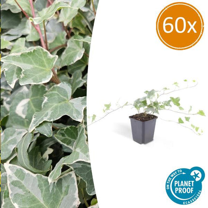 Hedera Helix 'Glacier' - ↕10-25cm - Ø9cm - Ivy - Ground cover - 60x