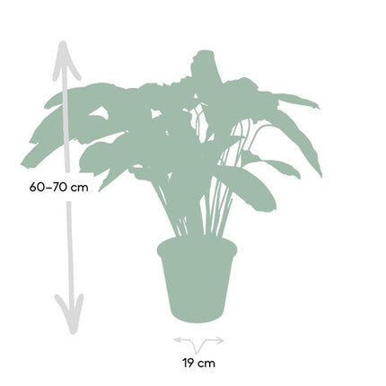 Calathea Flamestar - Roślina pawia - ↕75cm - Ø19cm