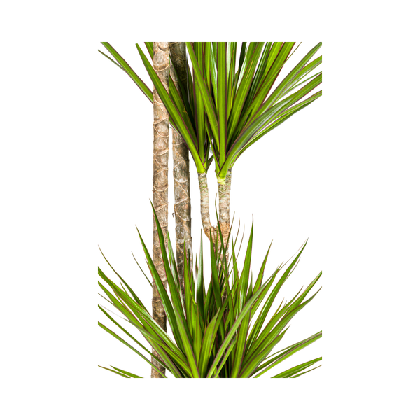 Dracaena Marginata Green - ↕180cm - Ø27cm - Drakenplant