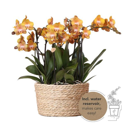 Conjunto de orquídeas naranjas en cesta de junco con depósito de agua incluido - Tres orquídeas naranjas de Las Vegas de 12 cm | Mono ramo naranja con depósito de agua incorporado.