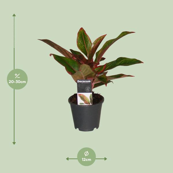 Aglaonema Crete - ↕50cm - Ø12cm