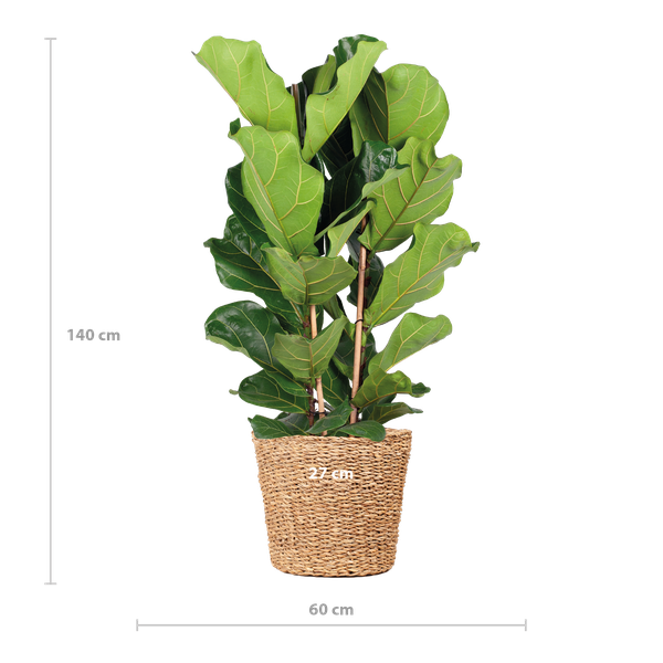 Ficus Lyrata XL met Torun mand - ↕140cm - Ø27cm