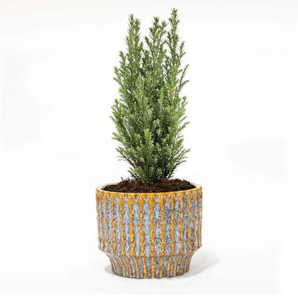 Christmas tree 'Ellwoodii' + Pot Echo - ↕25-30cm