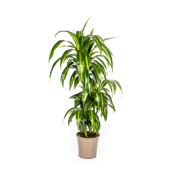 Dracaena Deremensis Hawaiian Sunshine - ↕100cm - Ø21cm