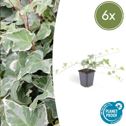 Hedera Helix 'Glacier' - ↕10-25cm - Ø9cm - Klimop - Bodembedekker - 6x
