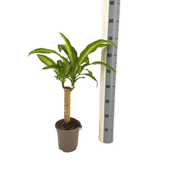Dracaena Fragrans Massangeana - ↕65cm - Ø17cm - Drakenplant