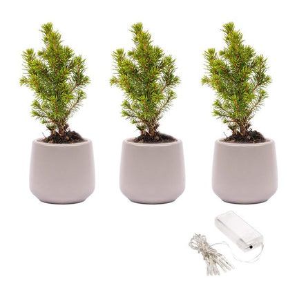 Mini sapin de Noël (lot de 3) - Comprend 3 sapins Joey gris en pot et 20 guirlandes lumineuses LED.