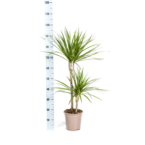 Dracaena Marginata Green - ↕80cm - Ø19cm - Drakenplant
