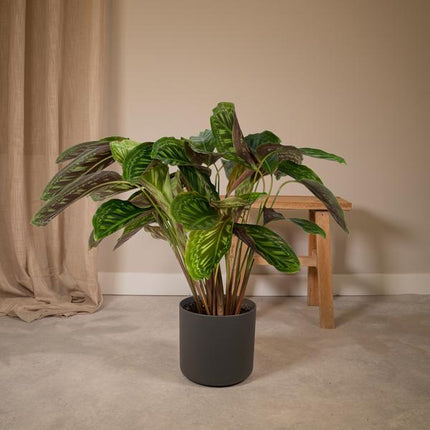 Calathea Flamestar - Roślina pawia - ↕75cm - Ø19cm