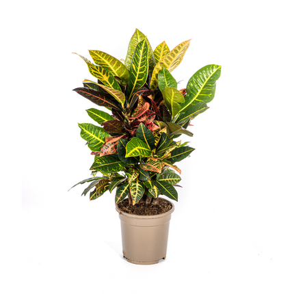 Codiaeum 'Croton' Petra - ↕50cm - Ø17cm