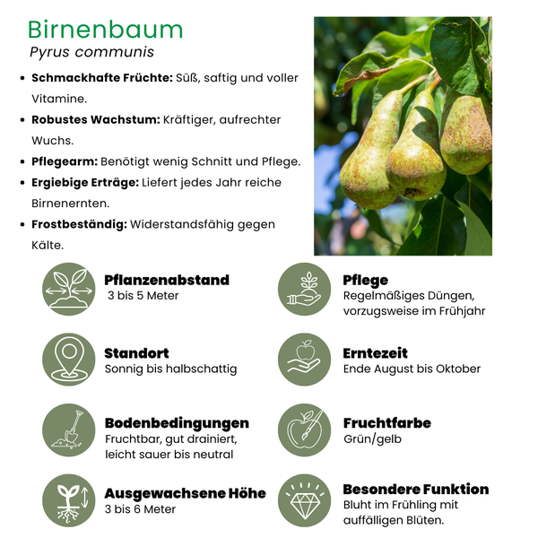 Perenboom Pyrus Biologisch - 1x - ↕60cm - Ø20cm