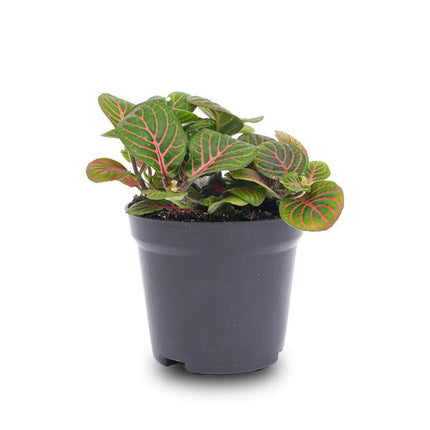 Fittonia Bubble Red - Plante mosaïque - Rouge et verte - Ø8cm