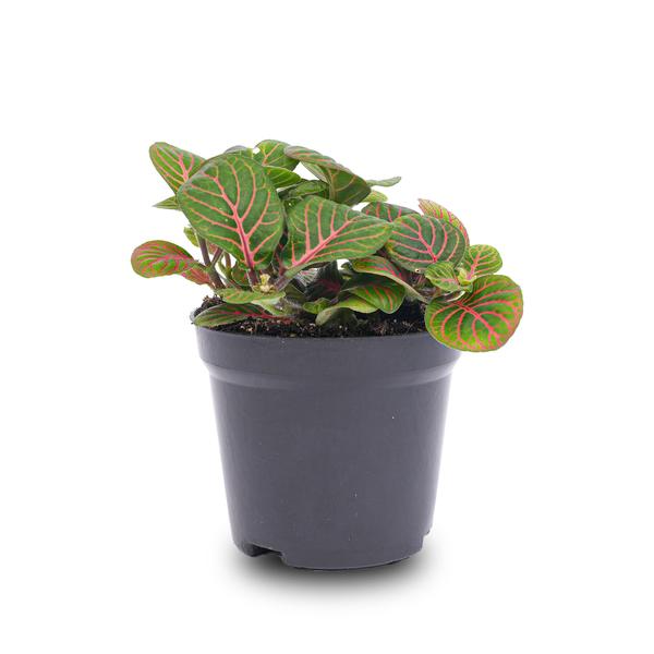 Fittonia Bubble Red - Mozaïekplant - Red and green - Ø8cm