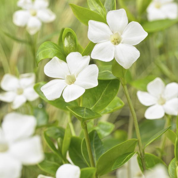 Vinca minor 'Alba' - Kleine Maagdenpalm -  ↕10-25cm - Ø9cm - Bodembedekker - 6x