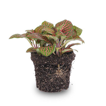 Fittonia rouge - Plante mosaïque - Ø8cm
