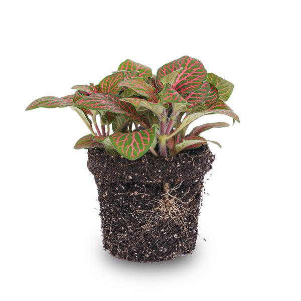 Rote Fittonie – Mosaikpflanze – Ø 8 cm