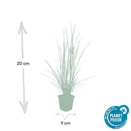 Pennisetum Alopecuroides 'Hameln' - Erba fontana - ↕10-25cm - Ø9cm - Erba ornamentale - 60x