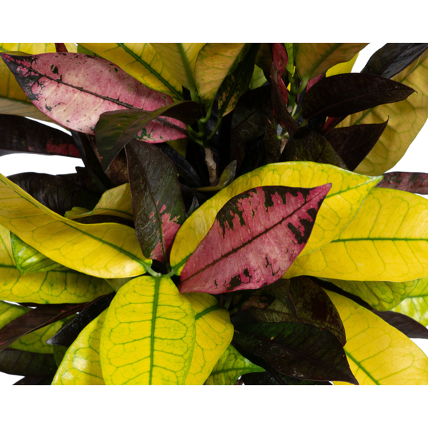 Codiaeum 'Croton' Iceton - ↕50cm - Ø17cm