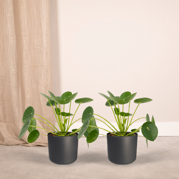 Pilea Peperomiodes - Pannekoekplant - ↕20cm - Ø12cm - 2x