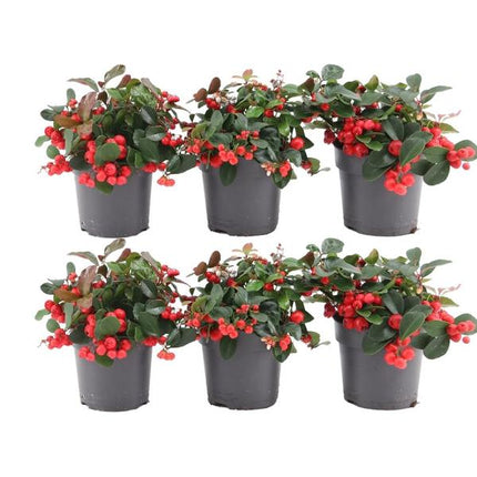 Gaultheria Procumbens 'Big Berry' - ↕15-20 cm - Ø12cm - 6x