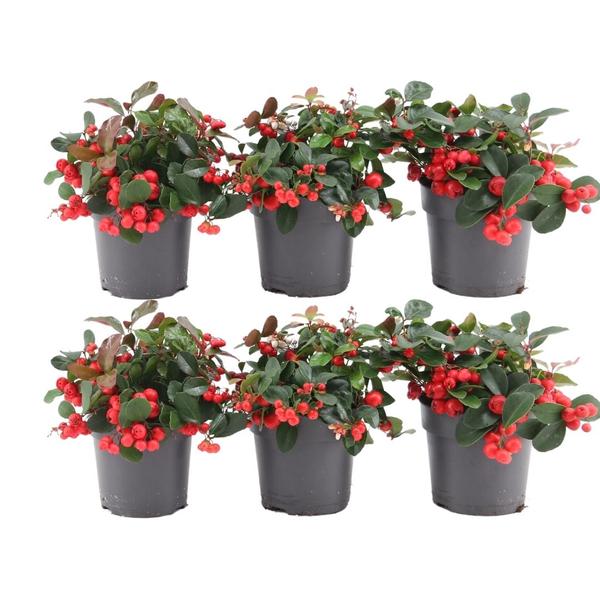 Gaultheria Procumbens 'Big Berry' - ↕15-20 cm - Ø12cm - 6x