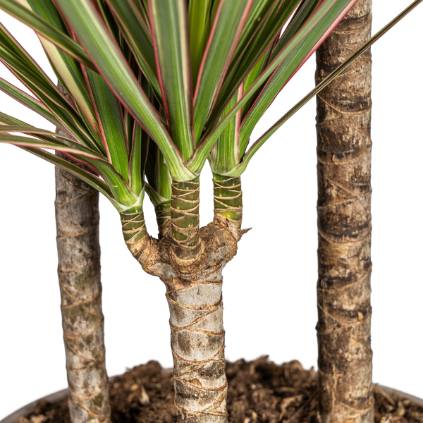 Dracaena Marginata Bicolor - ↕120cm - Ø21cm - Drakenplant