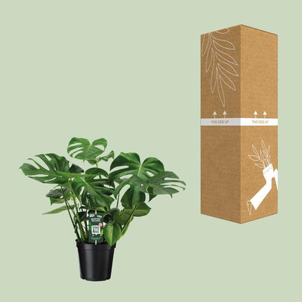 Monstera Deliciosa - Pianta bucata - ↕65cm - Ø21cm