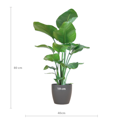 Strelitzia Nicolai with Viber pot grey - ↕80cm - Ø21cm