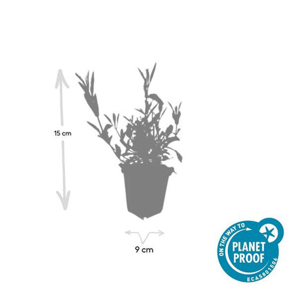 Verbena Bonariensis - IJzerhard - ↕10-25cm - Ø9cm - Borderplant - 12x