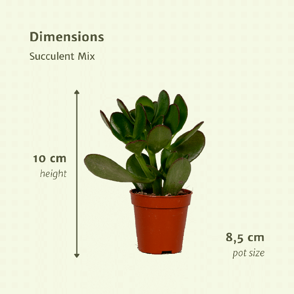 Vetplanten Mix - 18 stuks - ↕10cm - Ø8,5