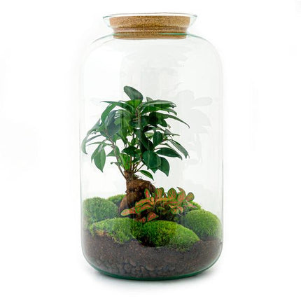 Terrarium DIY - Sven Bonsai - ↕43 cm - Grabie + Łopata + Pęseta