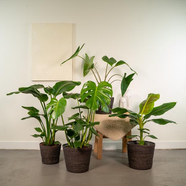 Monstera Deliciosa – ↕75 cm – Ø21 cm + Alocasia Zebrina – ↕75 cm – Ø19 cm + Strelitzia Nicolai – ↕85 cm – Ø19 cm + Musa Dwarf Cavendish – ↕85 cm – Ø21 cm