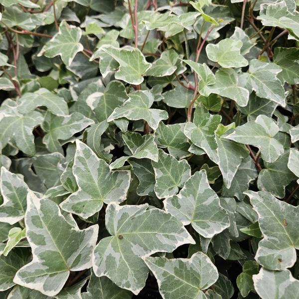 Hedera Helix 'Glacier' - ↕10-25cm - Ø9cm - Klimop - Bodembedekker - 20x
