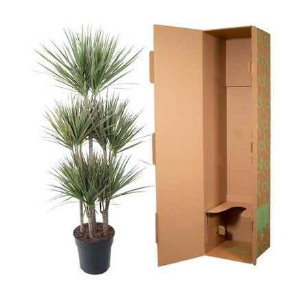 Dracaena Bicolor Carrousel - ↕150 cm - Ø31cm