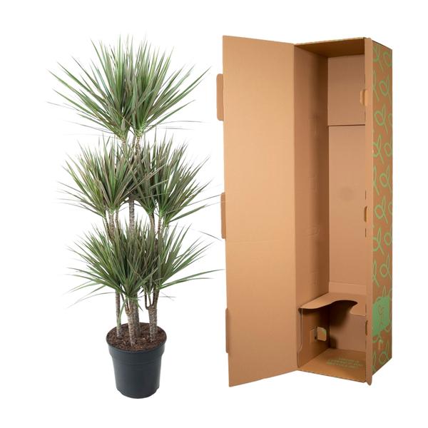 Dracaena Bicolor Carrousel - ↕150 cm - Ø31cm