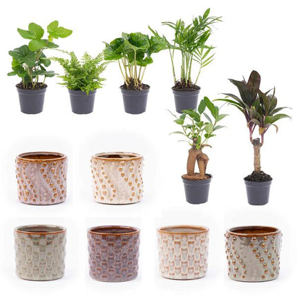 Mini-plant set 6 - Inclusief 6x pot set Madrid