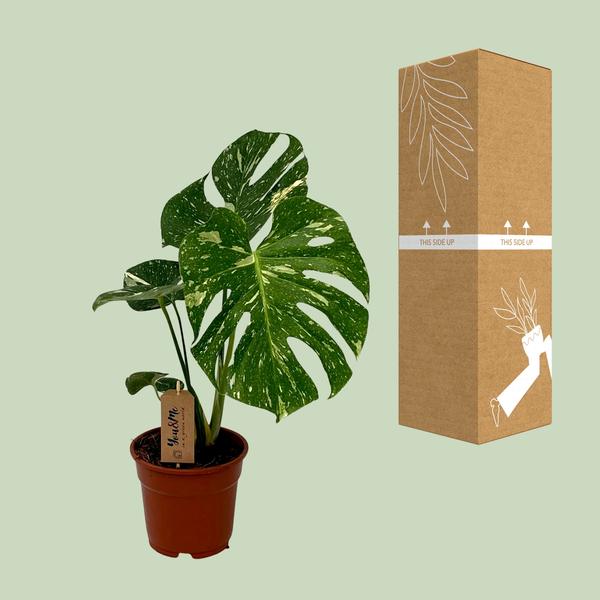Monstera Deliciosa - ↕50cm - Ø17cm - Gatenplant
