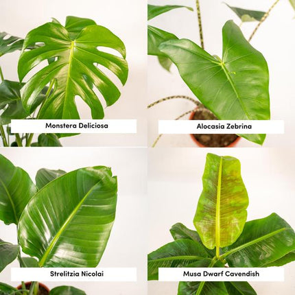 Monstera Deliciosa - ↕75cm - Ø21cm + Alocasia Zebrina - ↕75cm - Ø19cm + Strelitzia Nicolai - ↕85cm - Ø19cm + Musa Dwarf Cavendish - ↕85cm - Ø21cm