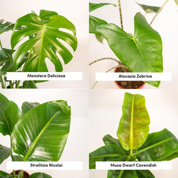 Monstera Deliciosa - ↕75cm - Ø21cm + Alocasia Zebrina - ↕75cm - Ø19cm + Strelitzia Nicolai - ↕85cm - Ø19cm + Musa Dwarf Cavendish - ↕85cm - Ø21cm