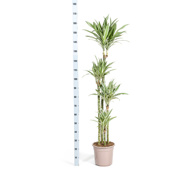 Dracaena Deremensis White Stripe - ↕180cm - Ø27cm