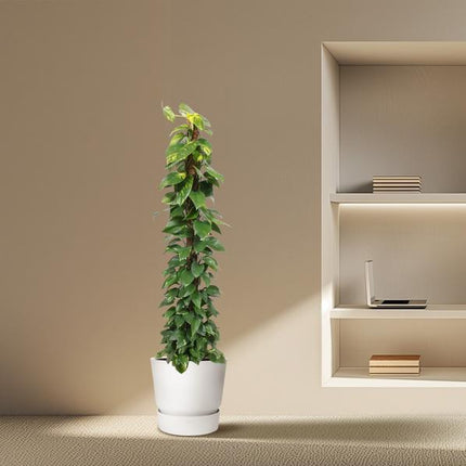Epipremnum Aureum moss stick - ↕180cm - Ø34cm